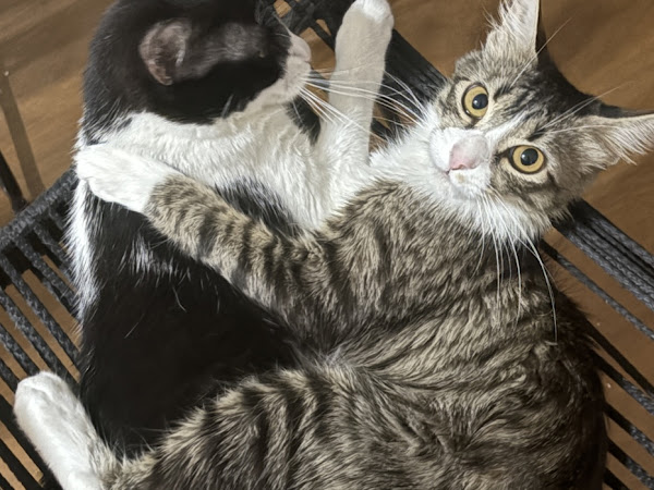 Mascota de Ariana Jaeger