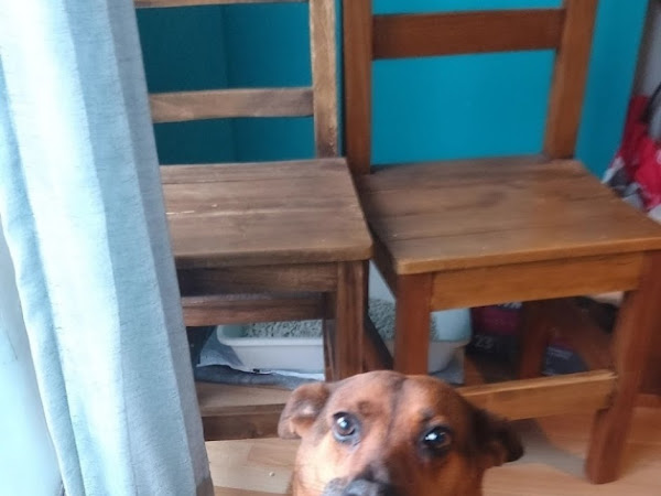 Mascota de Sami Ramirez