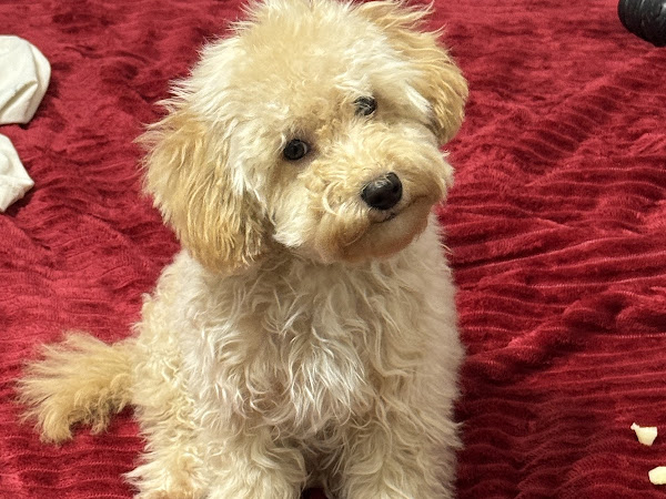 Mascota de Xuxa Fonseca Rico
